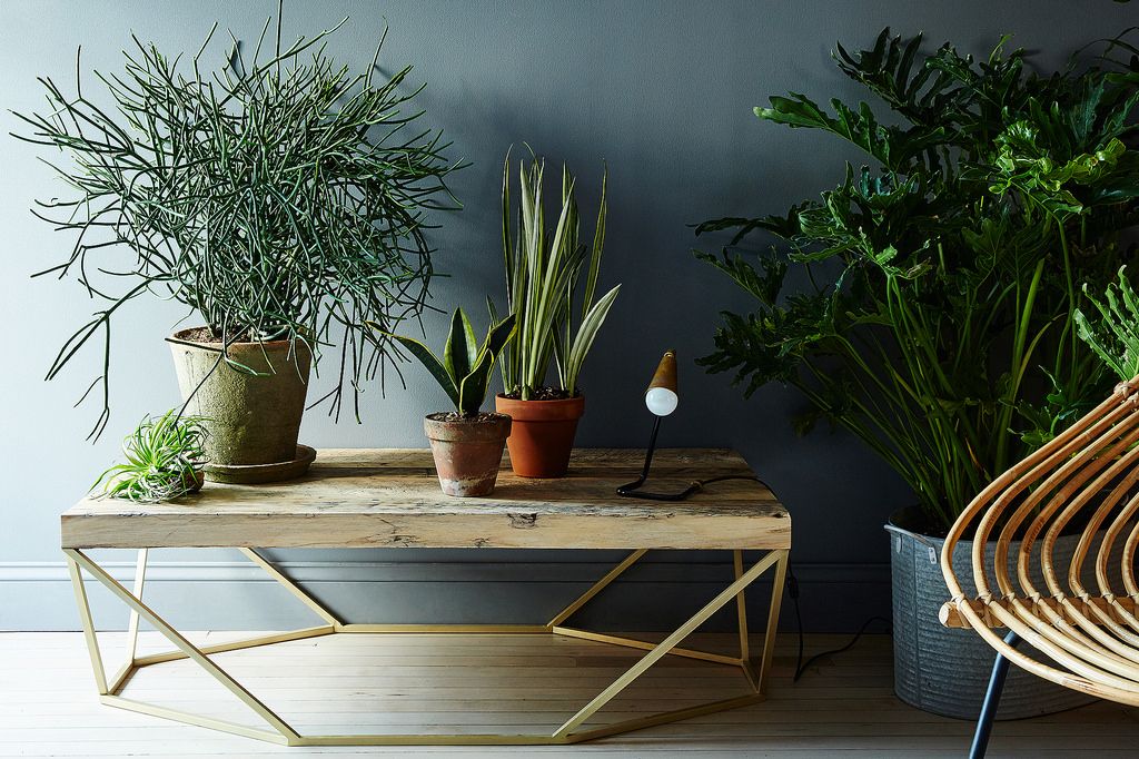 plants-in-home