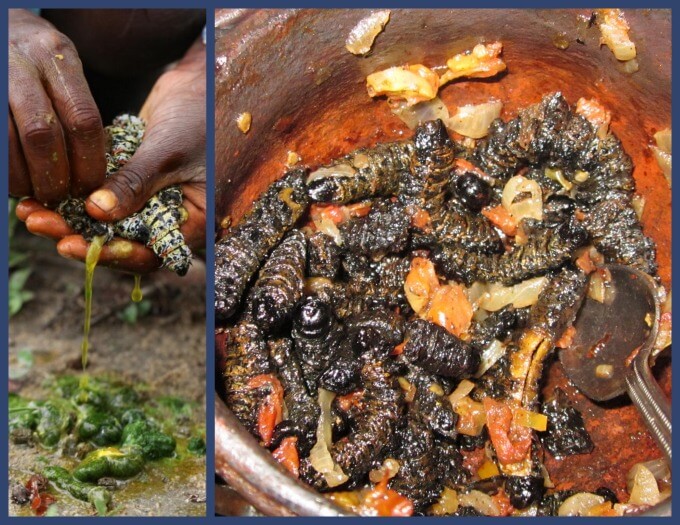 mopane-worm