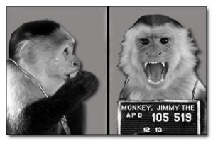 monkey2